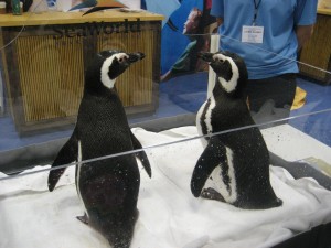 Sea World Penguins at the NSTA Conference in San Francisco